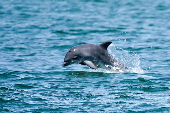 クルーズ 食事をする セント・アンドリュースを探索する