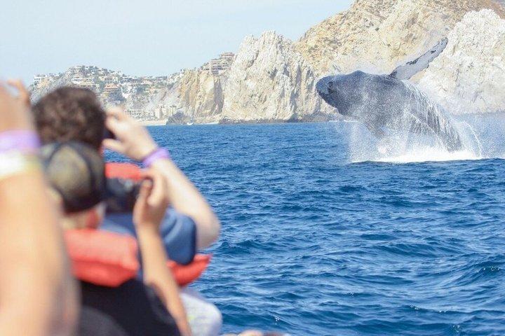 Private Cabo San Lucas Whale Watching Tour med hydrofoner