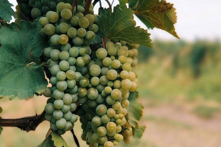 Tour privato del vino di Kakheti da Tbilisi con Sighnaghi & Bodbe