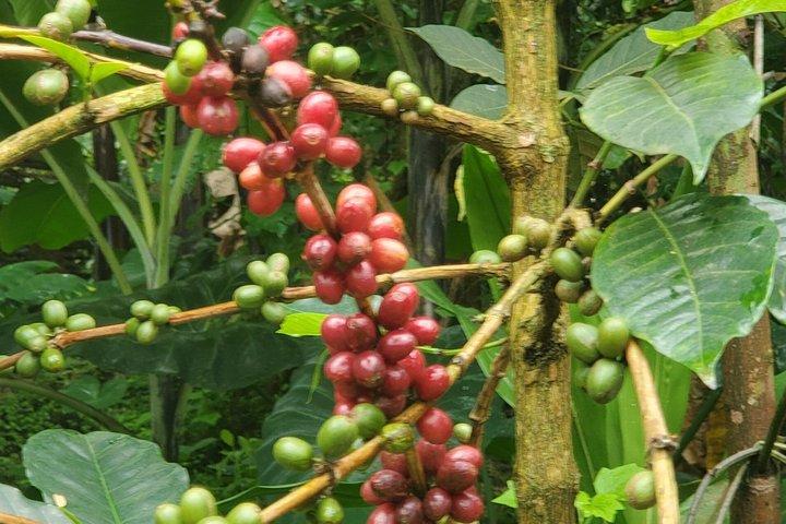Torréfiez du café et visitez une ferme de café appartenant à chagga