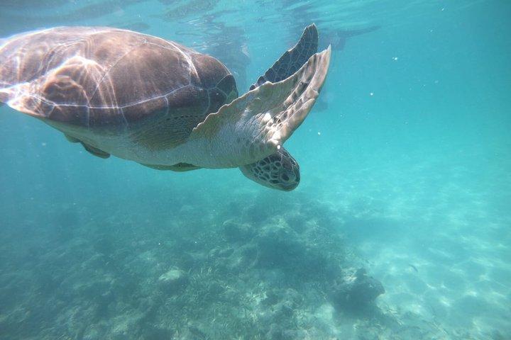 Private Marine Biologist–Led Turtle Snorkel Ethical & Educational