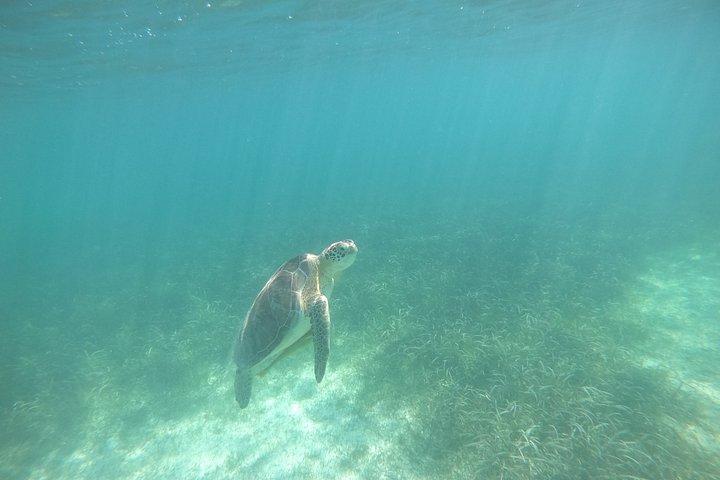 Private Marine Biologist–Led Turtle Snorkel Ethical & Educational