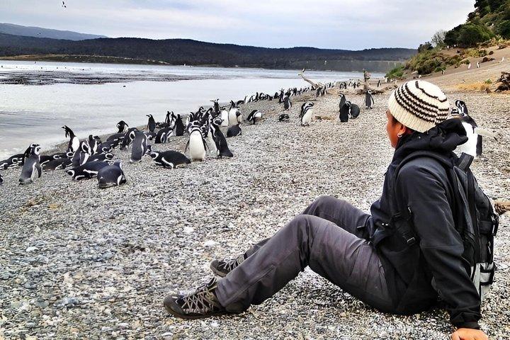 Beagle Navigation og Gentoo Penguin Walk på Martillo Island