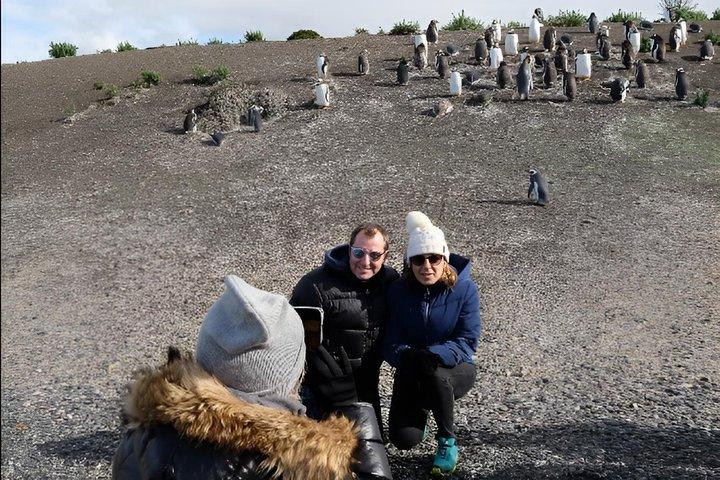 Beagle Navigation og Gentoo Penguin Walk på Martillo Island