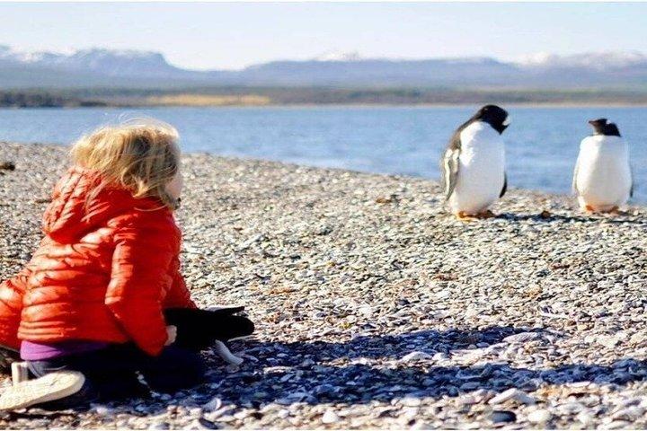 Vela Beagle e passeggiata con i pinguini Gentoo sull'Isola Martillo