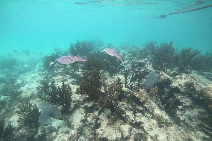 Private Marine Biologist–Led Turtle Snorkel Ethical & Educational