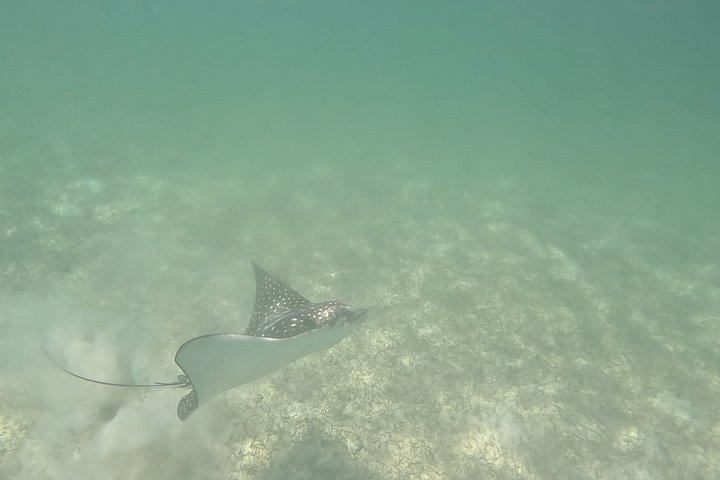 Private Marine Biologist–Led Turtle Snorkel Ethical & Educational