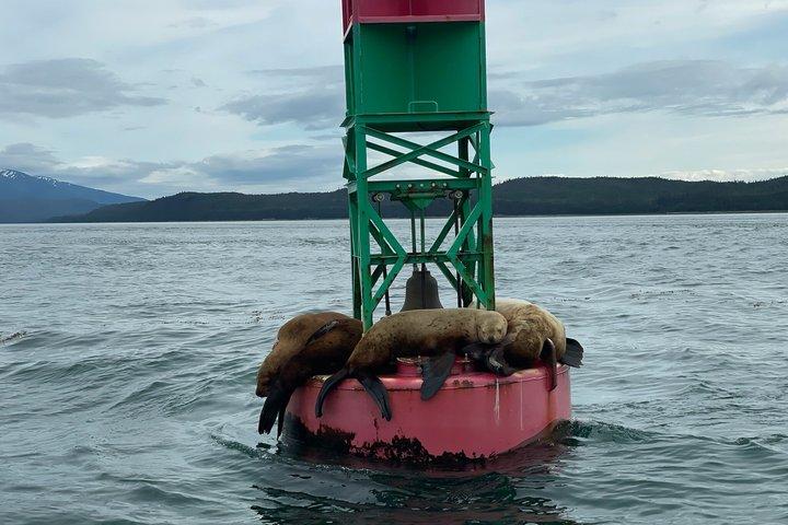 Expérience privée d'observation des baleines (jusqu'à 6 invités)