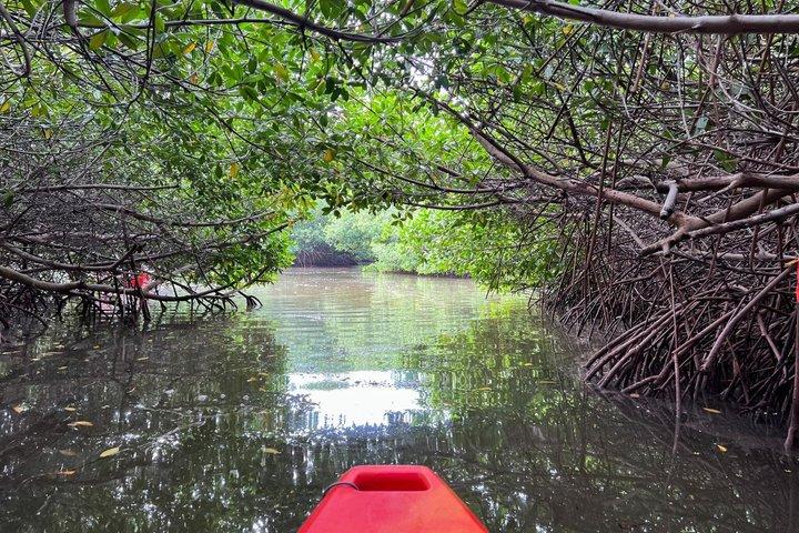 Tour guidato in kayak del tunnel delle mangrovie a Lido Key