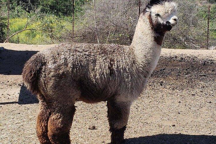 Alpaca Experience in El Cajon California
