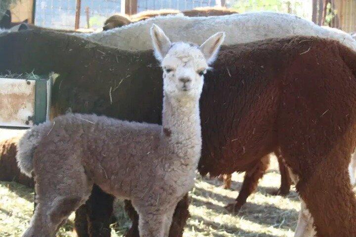 Alpaca Experience in El Cajon California