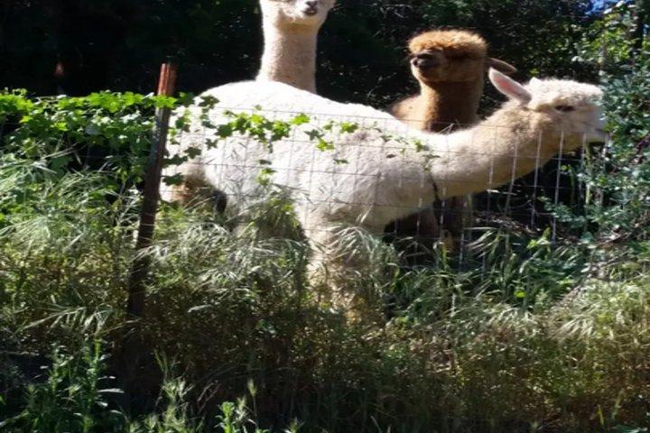 Alpaca Experience in El Cajon California