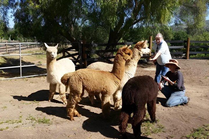 Alpaca Experience in El Cajon California