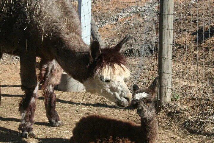 Alpaca Experience in El Cajon California