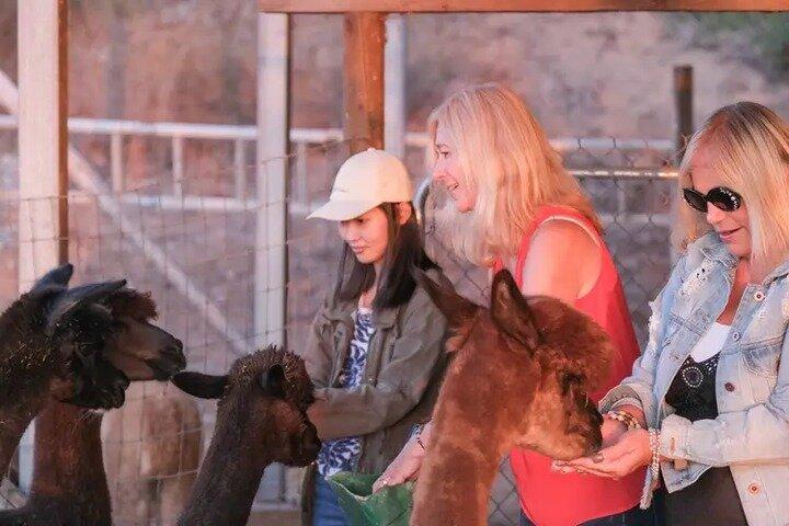 Alpaca Experience in El Cajon California