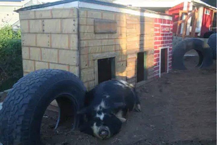 カリフォルニア州エルカホンのペット動物園体験