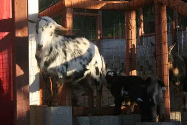 カリフォルニア州エルカホンのペット動物園体験