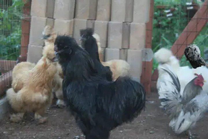カリフォルニア州エルカホンのペット動物園体験