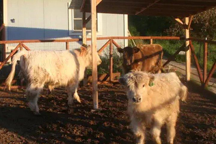 カリフォルニア州エルカホンのペット動物園体験