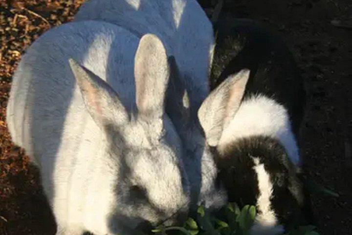 カリフォルニア州エルカホンのペット動物園体験