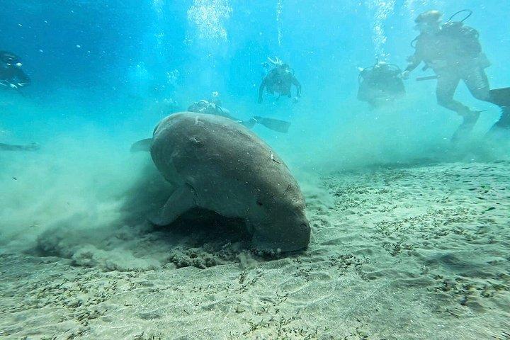 Abu Dabbab Turtle Watching & Snorkeling Adventure from Hurghada
