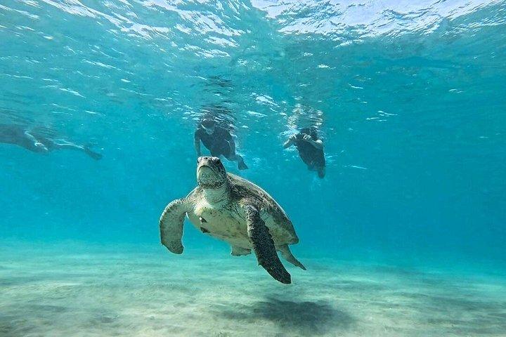 Abu Dabbab Turtle Watching & Snorkeling Adventure from Hurghada