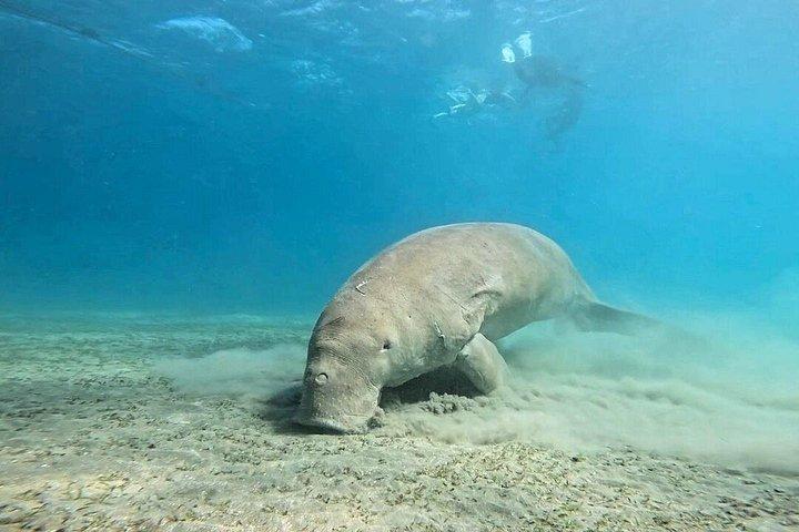 Abu Dabbab Turtle Watching & Snorkeling Adventure from Hurghada