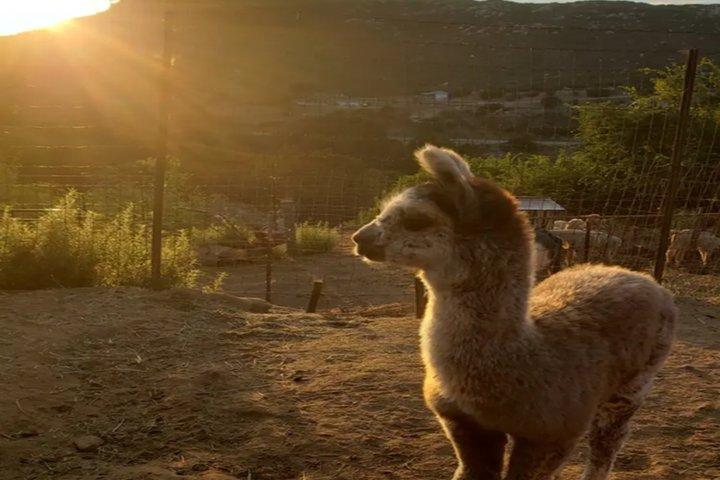 Alpaca Experience in El Cajon California