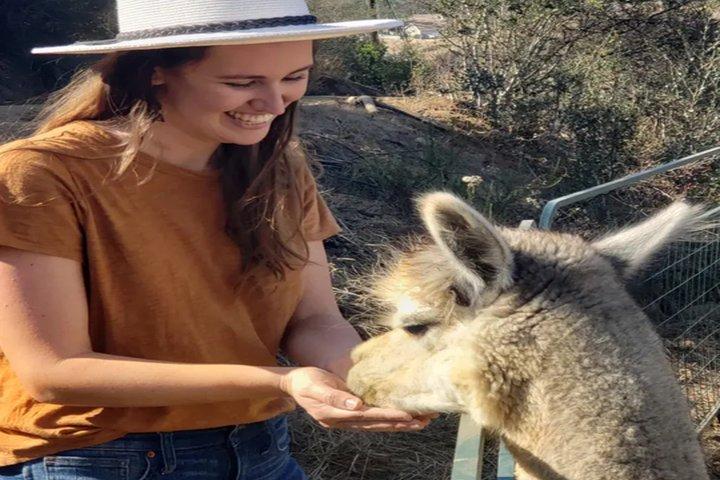 Alpaca Experience in El Cajon California