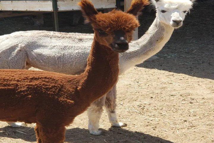 Alpaca Experience in El Cajon California