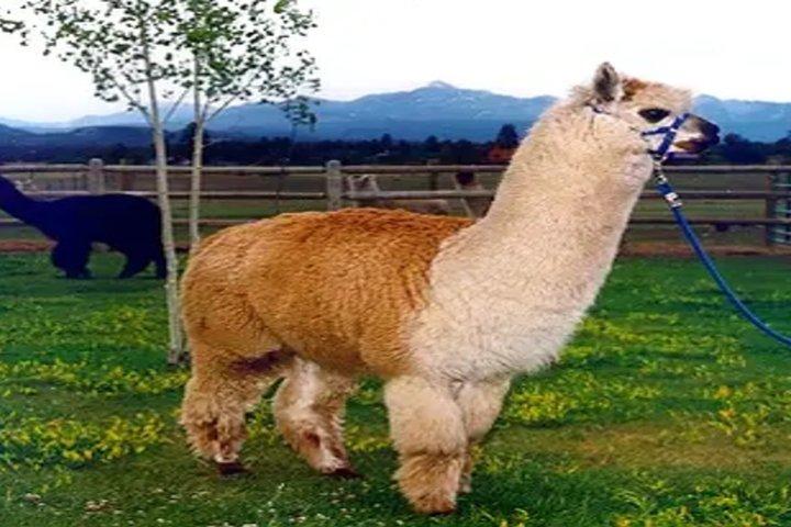 Alpaca Experience in El Cajon California