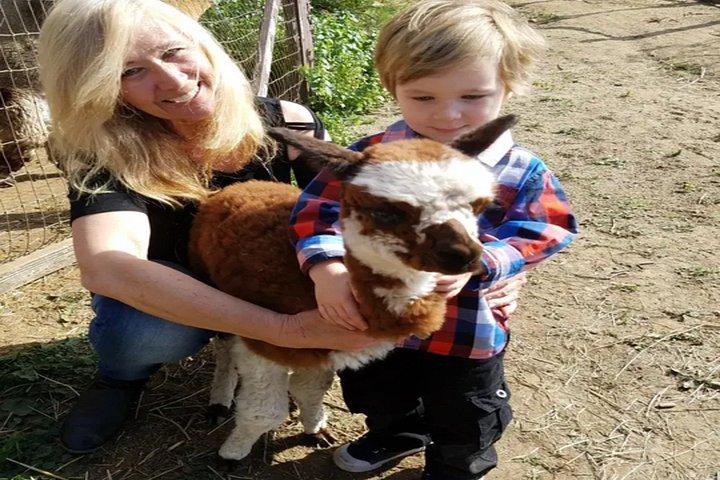 Alpaca Experience in El Cajon California