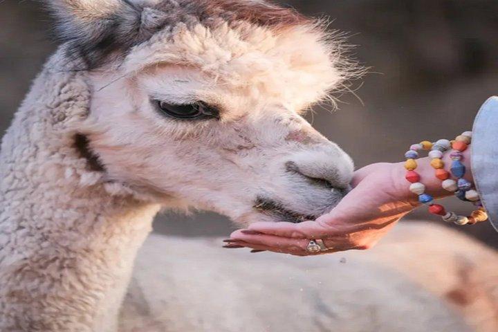 Alpaca Experience in El Cajon California