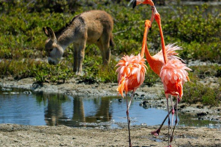 Tour privado por Bonaire Norte y Sur