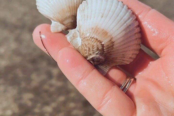 クリアウォータードルフィンカヤックツアーとバードアイランドアドベンチャー