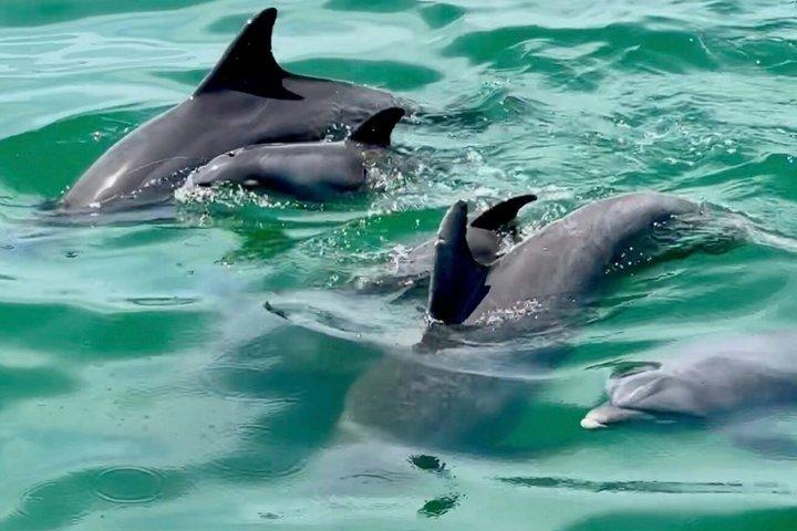 Tour in kayak dei delfini di Clearwater e avventura sull'isola degli uccelli