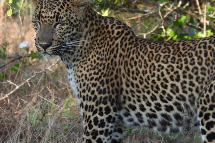 ヤラ国立公園終日サファリ – プライベートジープ野生動物ツアー