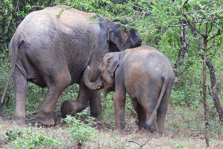 ヤラ国立公園終日サファリ – プライベートジープ野生動物ツアー