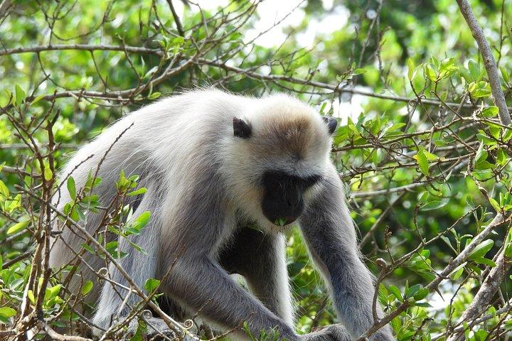 ヤラ国立公園終日サファリ – プライベートジープ野生動物ツアー