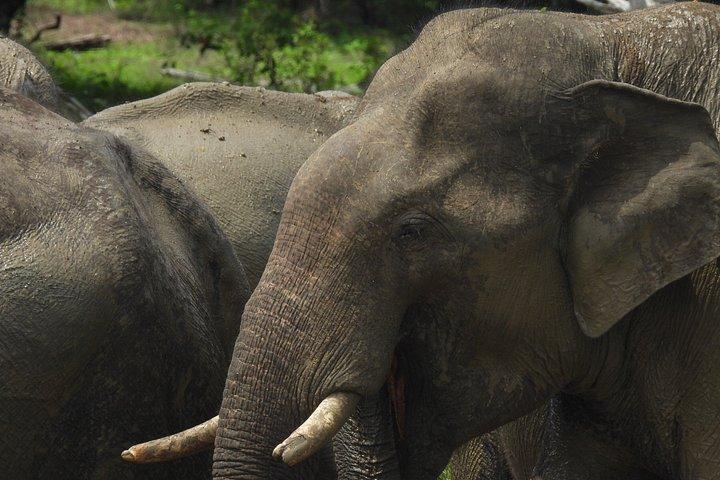 ヤラ国立公園終日サファリ – プライベートジープ野生動物ツアー