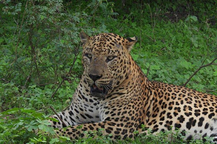 ヤラ国立公園終日サファリ – プライベートジープ野生動物ツアー