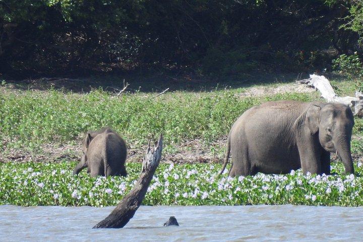 ヤラ国立公園終日サファリ – プライベートジープ野生動物ツアー