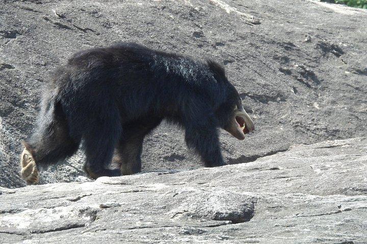 ヤラ国立公園終日サファリ – プライベートジープ野生動物ツアー