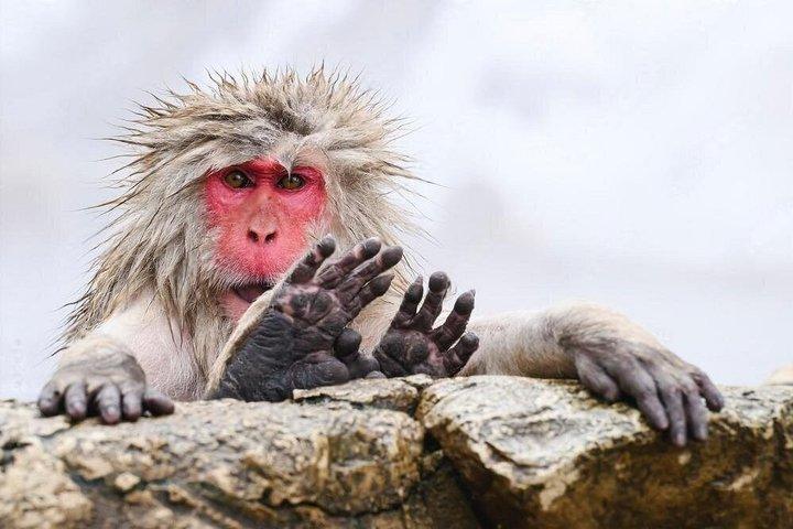 Hoteller i nærheden af Nagano Snow Monkeys and Sake Tasting Day Tour