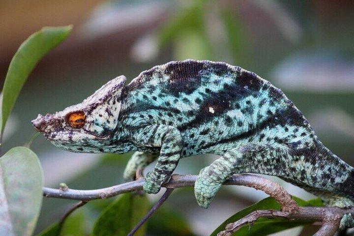 Antananarivos must-see-attraktioner: Dronningens palads og zoologisk have