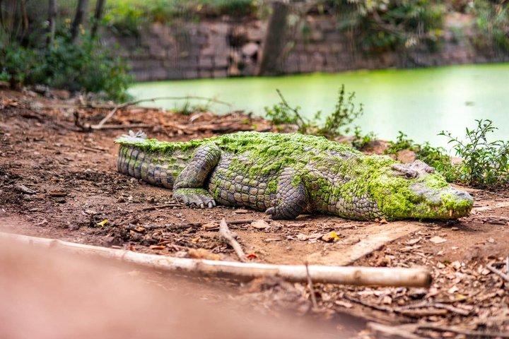 Antananarivos must-see-attraktioner: Dronningens palads og zoologisk have