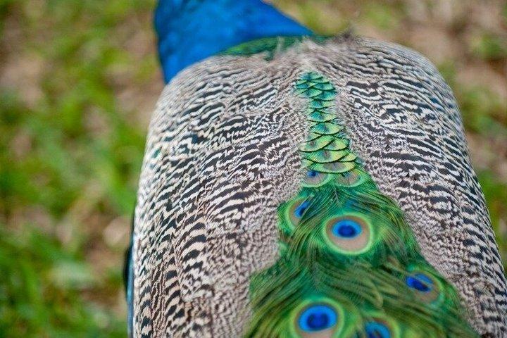 Antananarivos must-see-attraktioner: Dronningens palads og zoologisk have