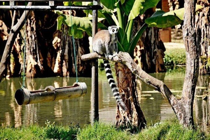 Antananarivos must-see-attraktioner: Dronningens palads og zoologisk have