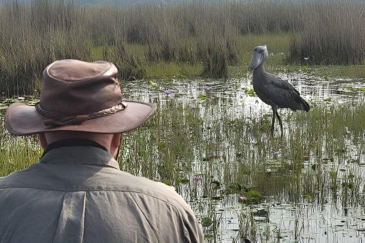 Mabamba Swamp Shoebill Tours