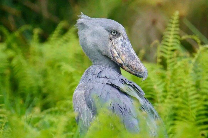 Mabamba Swamp Shoebill Tours